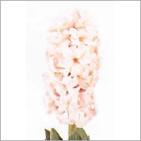 Hyacinthus Flower