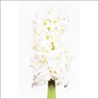 Hyacinthus Flower
