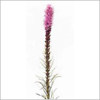 Liatris