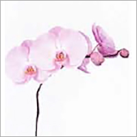 Phalaenopsis