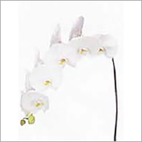 Phalaenopsis