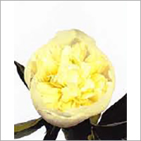 Paeonia
