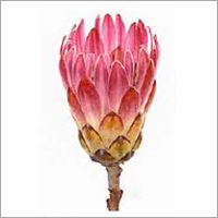 Protea Flower