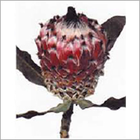 Protea Flower