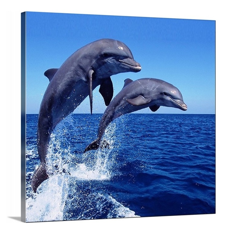 Pair Of Dolphin Painting (Square)