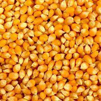 Yellow Maize - Organic Fresh Grain Crop | Rich In Vitamins A, C, E And Essential Minerals, Ideal For Human Consumption And Livestock Feed