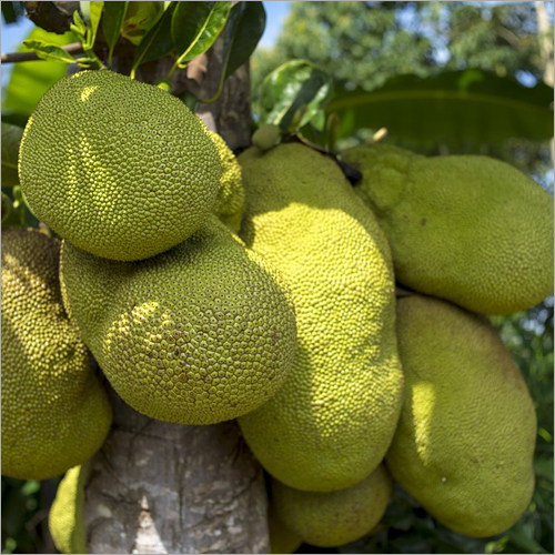 ताजा कटहल