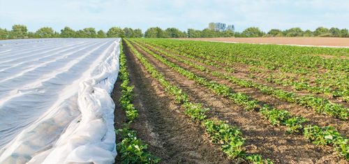 कृषि गैर बुने हुए कपड़े की बनावट: मुलायम