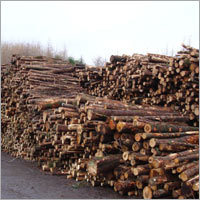 लकड़ी के तने