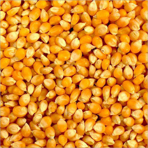 Normal Yellow Maize