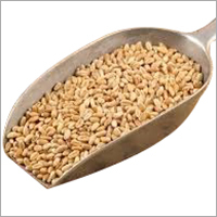 Brown Indian Wheat Grain
