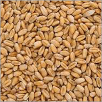 Brown Organic Wheat Grain