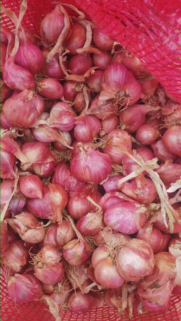 Small Onion Shelf Life: 20-25 Days
