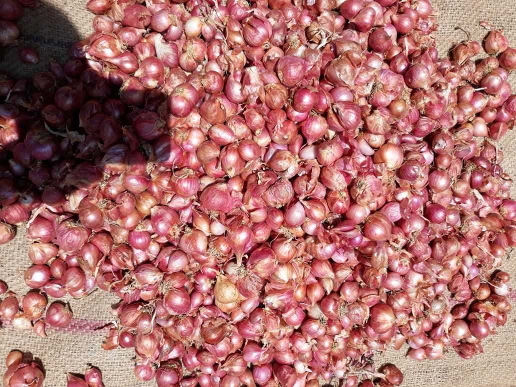 Small Onion Shelf Life: 20-25 Days