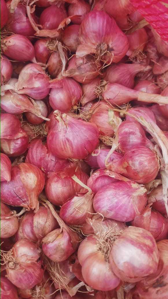 Small Onion Shelf Life: 20-25 Days