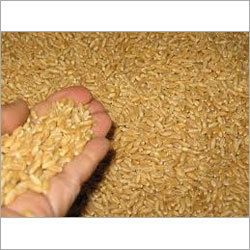 Organic Wheat