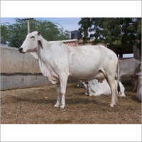 सफेद थारपारकर गाय