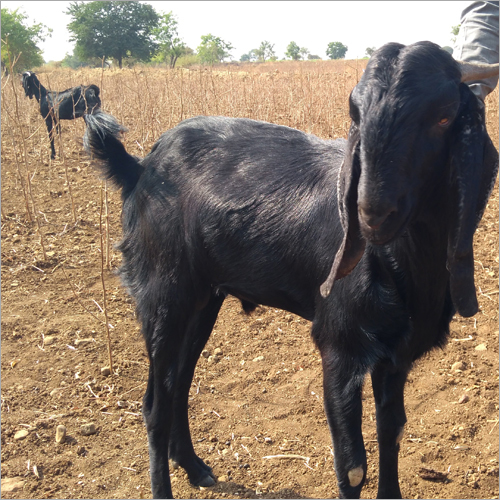 उस्मानाबादी बकरा