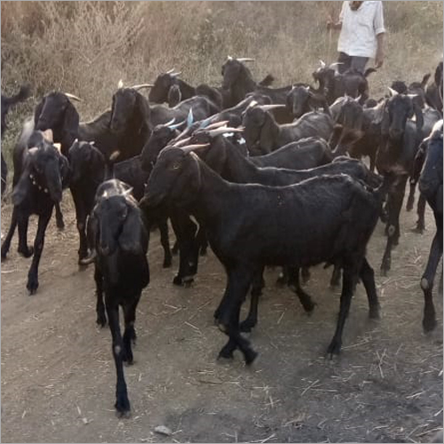 काला बकरा