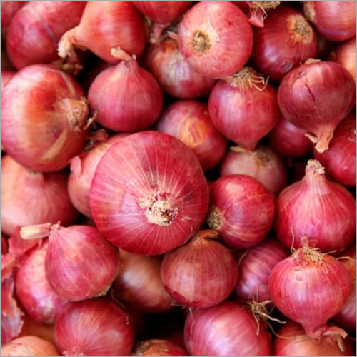 Fresh Red Onion - Variable Size, Crisp Red Color | Flavorful, High-Quality, Nutritious, Versatile, Firm Texture, Pungent Taste