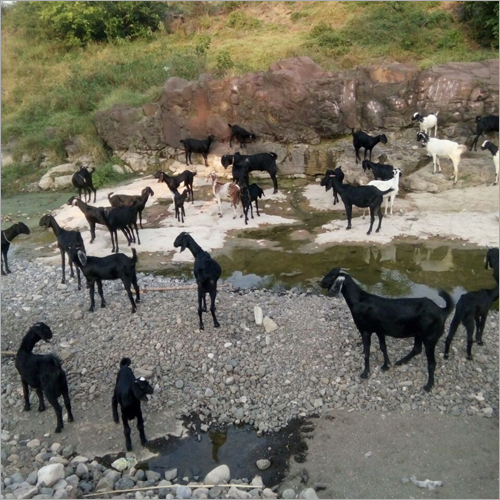 उस्मानाबादी बकरा