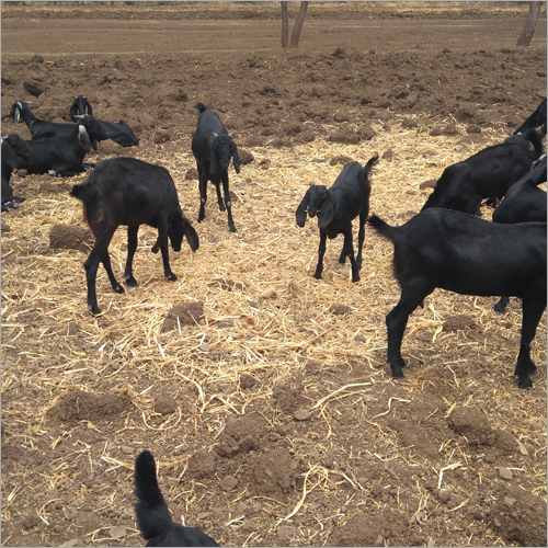 उस्मानाबादी बकरा