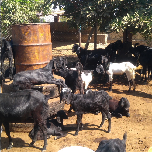 Black Goat - Age 5 To 9 Months, Weight 20kg To 50kg | Wellbred Champions, Regularly Vaccinated, Parasite-free, Available Bucks/does/kids/pregnant Goats