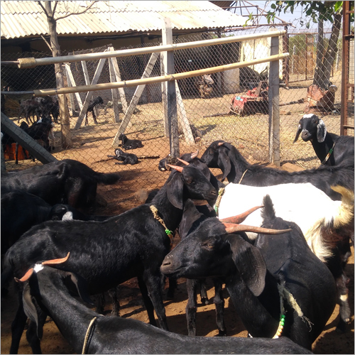 Black Goat - Age 5 To 9 Months, Weight 20kg To 50kg | Wellbred Champions, Regularly Vaccinated, Parasite-free, Available Bucks/does/kids/pregnant Goats