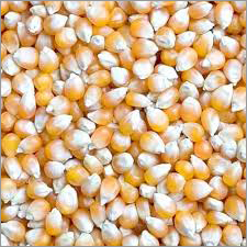 मक्का का मिश्रण (%): 0.8%