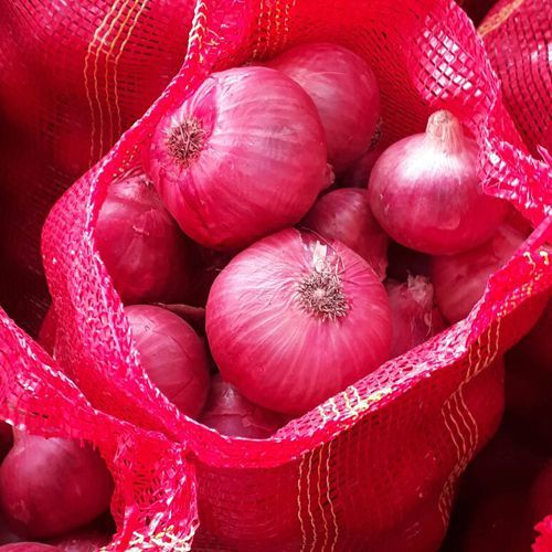 Fresh Red Onion Shelf Life: 30-40 Days