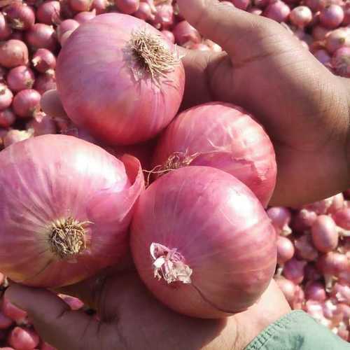 Fresh Red Onion Shelf Life: 30-40 Days
