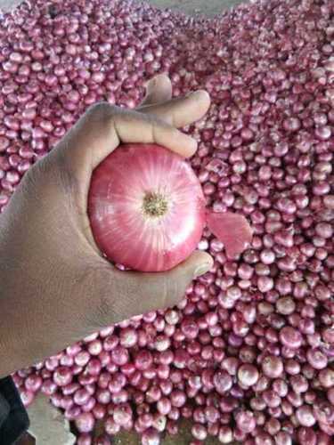 Fresh Red Onion Shelf Life: 30-40 Days