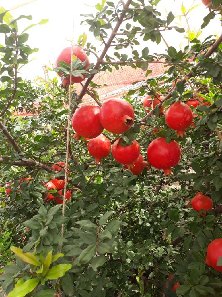 Pomegranate