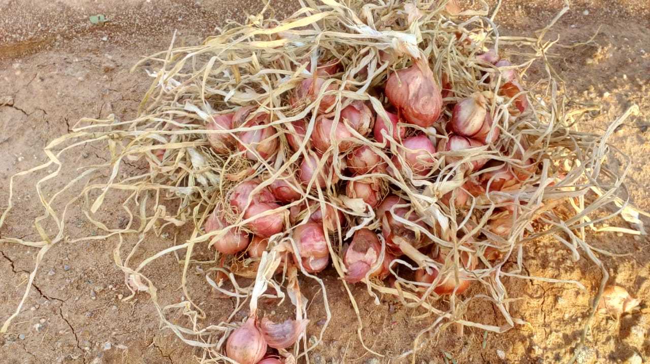 Shallots