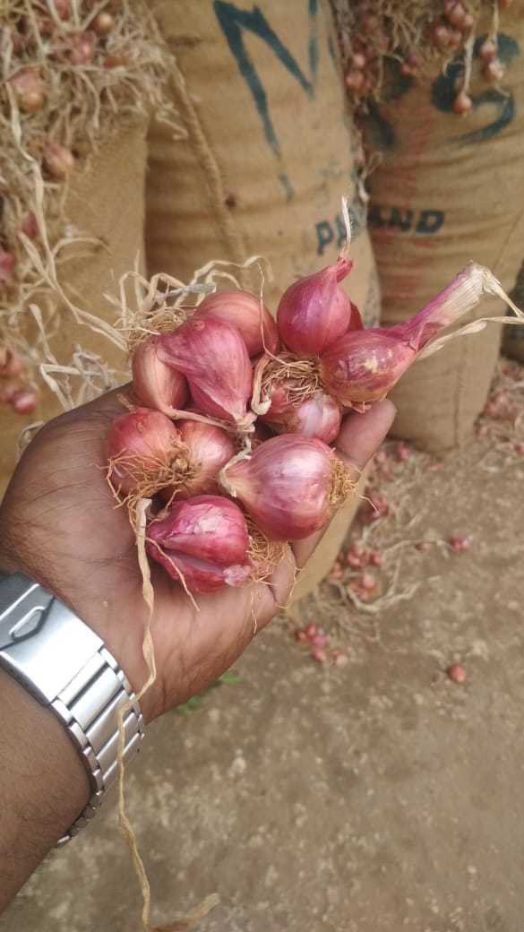 Shallots