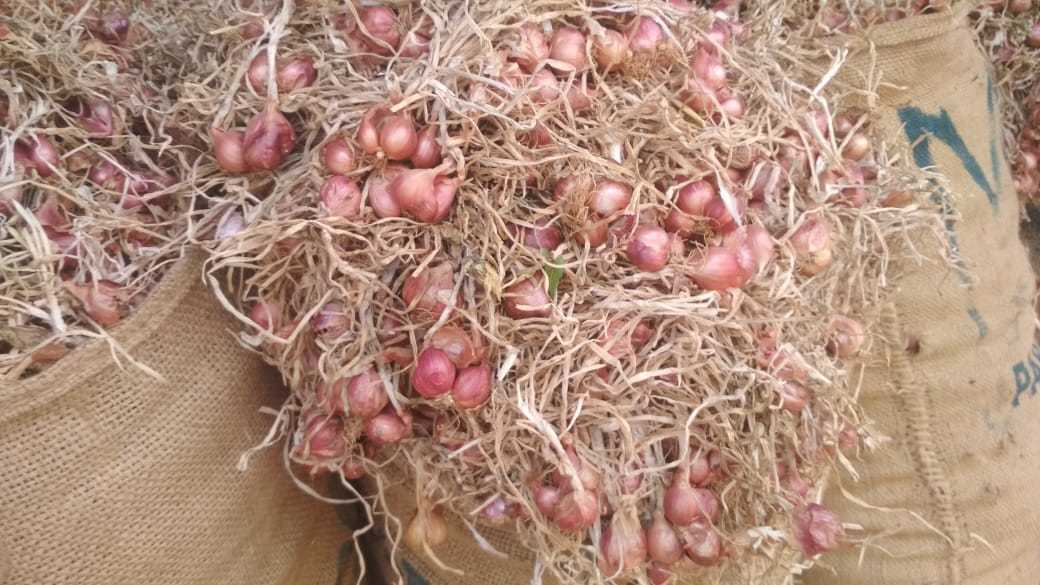 Shallots