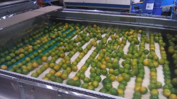 Electronic Fruit Grading Line For Apple And Other Rounded Fruits