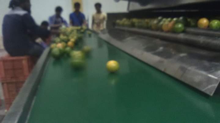Electronic Fruit Grading Line For Apple And Other Rounded Fruits