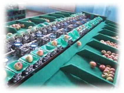 Electronic Fruit Grading Line For Apple And Other Rounded Fruits