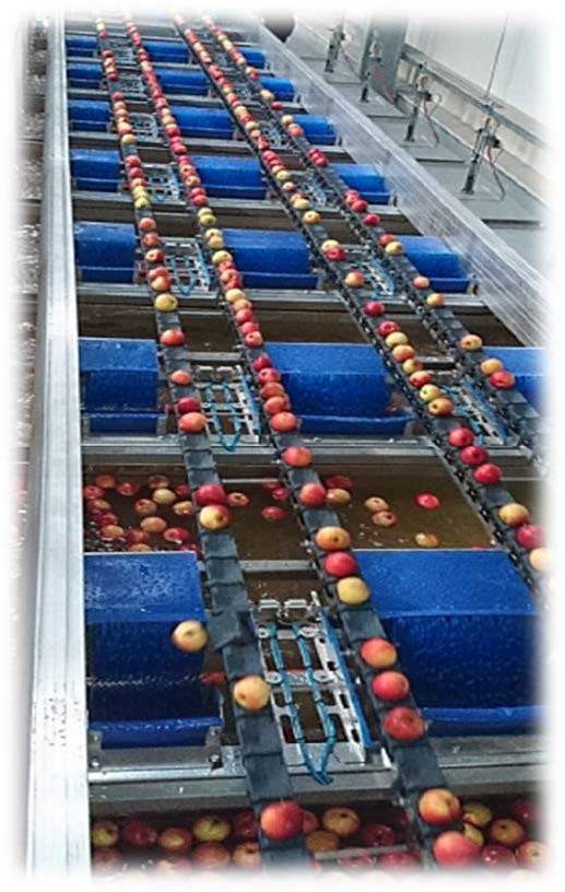 Electronic Fruit Grading Line For Apple And Other Rounded Fruits