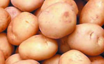 Mobile Potato Grader