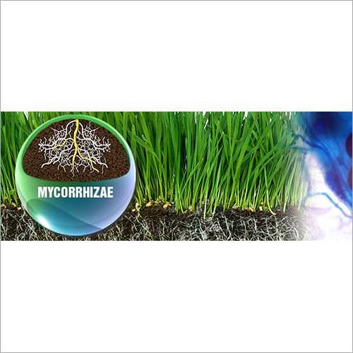 Mycorrhizae