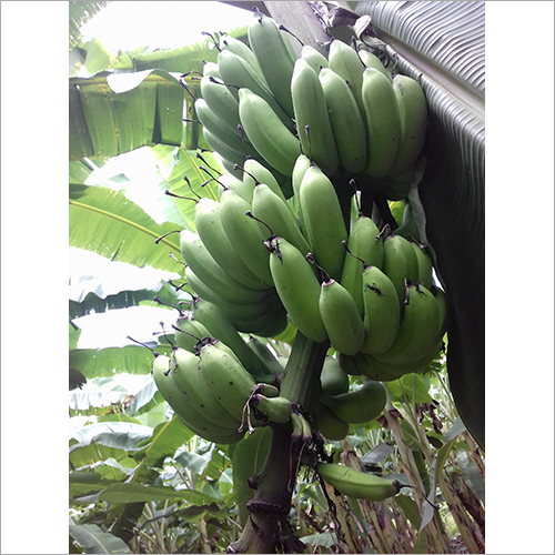 Green Raw Banana