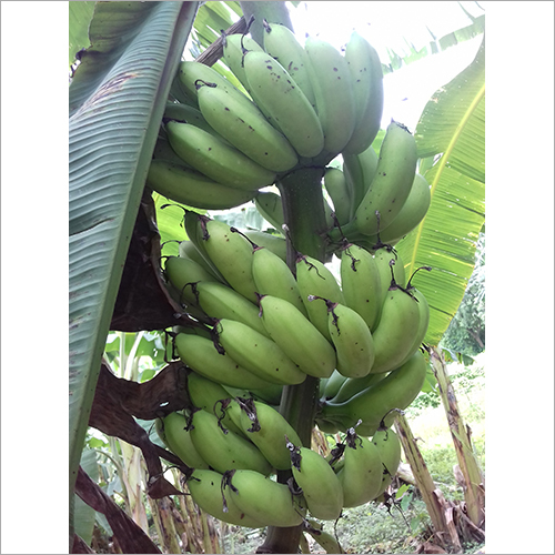Organic Natural Green Banana