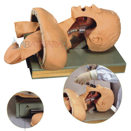 Human Airway Intubation Simulator For Educational