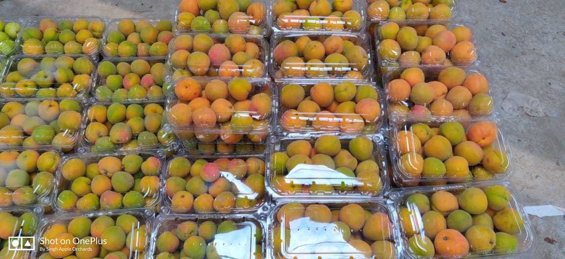 Fresh Apricots - Organic Sweet Apricots | Handpicked Himalayan Delight