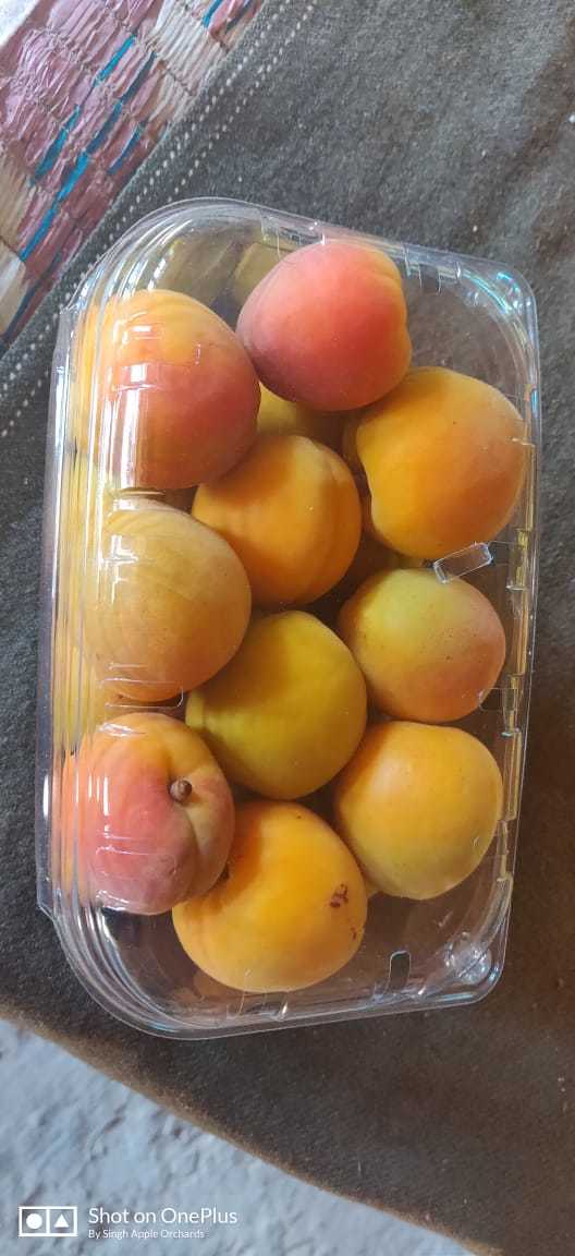 Fresh Apricots - Organic Sweet Apricots | Handpicked Himalayan Delight