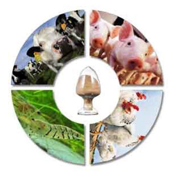 Brewers Yeast Powder - Saccharomyces Cerevisiae, Yellow  Powder | All-natural Nutritional Supplement, High Protein For Livestock And Poultry