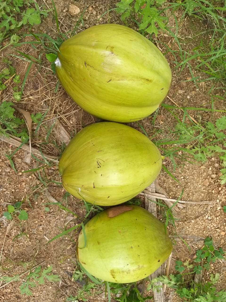 Green Coconut - Fresh Taste & Natural Sweetness | Common Cultivation Type, Ideal For Cooking And Baking