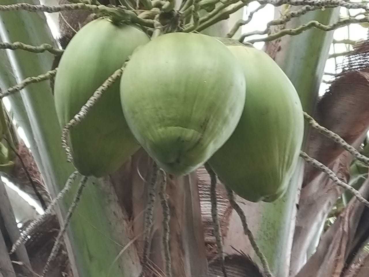 Green Coconut - Fresh Taste & Natural Sweetness | Common Cultivation Type, Ideal For Cooking And Baking